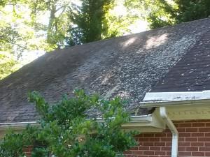 Roof with fungi, lichen, and moss