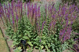 Salvia deserta (18/07/15, Kew Gardens, London)