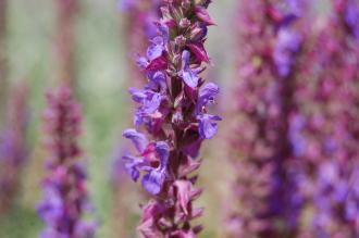 Salvia deserta Flower (18/07/15, Kew Gardens, London)