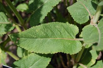 Salvia deserta Leaf (18/07/15, Kew Gardens, London)