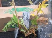 Plant Trial Meconopsis Nepaulensis