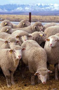 394px-Flock_of_sheep