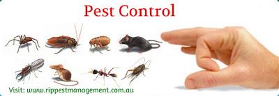 How to Free your House from Termites?