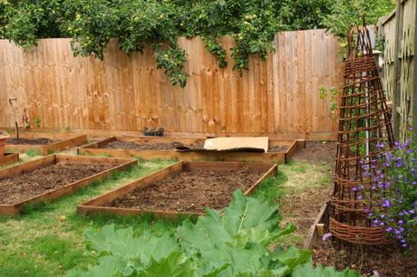 raised beds, vegetable garden, veg patch