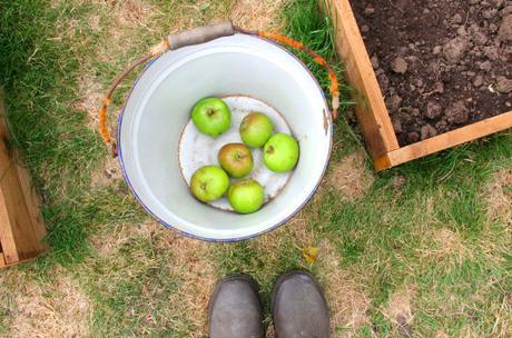 Collecting fallen apples for a crumble