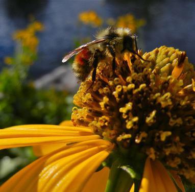 Environment: Study finds neonicotinoid pesticides widespread in streams across the U.S.