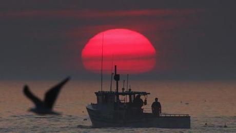 Lobster population is shifting north; ocean warming blamed