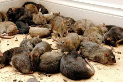 How to Control Rats in House?