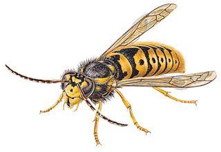 How To Get Rid of Wasps?