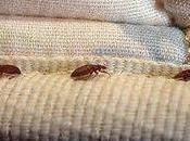 Avoid Bedbugs When Travelling?