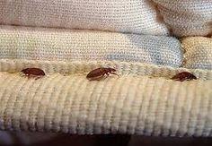 How to Avoid Bedbugs When You are Travelling?