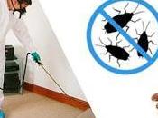 Importance Pest Control Services