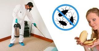 Importance of Pest Control Services