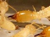 Termite Attacks Measures Stop Them