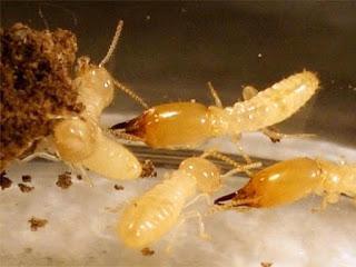 Termite Attacks And Measures To Stop Them