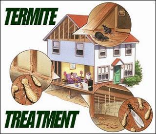 Termite Attacks And Measures To Stop Them