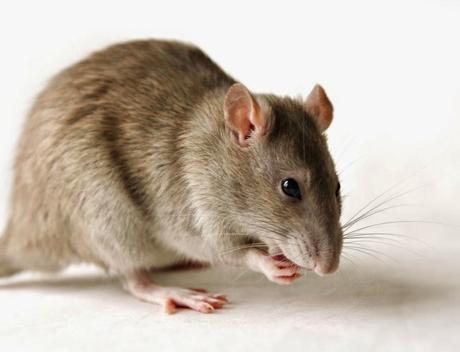 Rat Problems In Melbourne And Mainstream Practices To Prevent Them