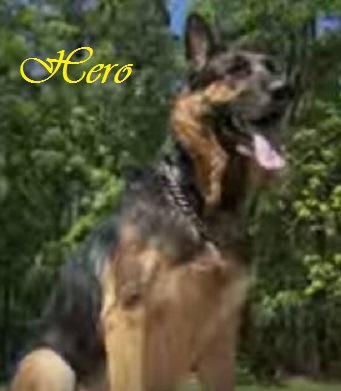 Hero dog drags woman from car wreck