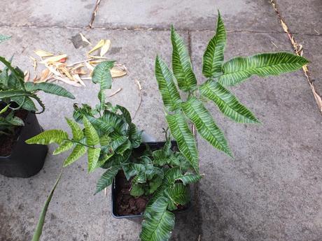 Plant Haul from Urban Jungle