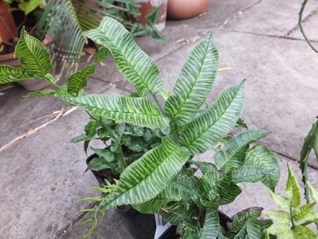 Plant Haul from Urban Jungle
