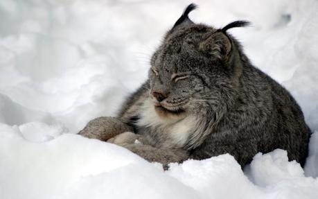 Lawsuit Filed to Protect Canada Lynx from Trapping Deaths, Injuries in Maine . Photo by Carl Robidoux.