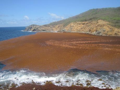 Massive Sargassum Seaweed Bloom is Choking The Caribbean — Climate Change a Likely Culprit