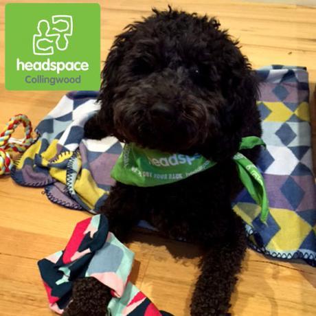 Birdie the Labradoodle. Such a cutie and ready to help the young people at headspace Collingwood. 