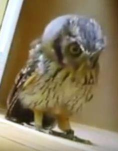 baby owl