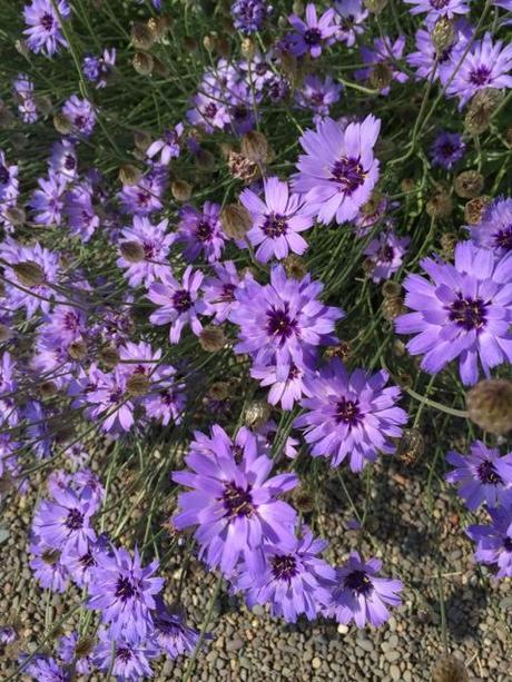 Culzean Castle purple flowers