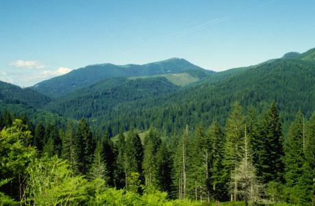 Resilient Federal Forest Act will diminish resilience of forests