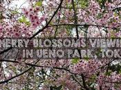 Cherry Blossom Viewing (Hanami) Ueno Park, Tokyo, Japan