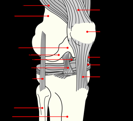 Public Domain Image from Wikipedia