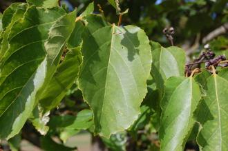 Hovenia dulcis Leaf (15/08/2015, Kew Gardens, London)