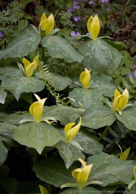 Yellow Trillium - trillium luteum © 2015 Patty Hankins