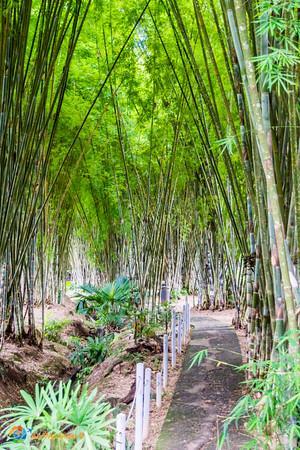 A bamboo lined pathway through the Summit Botanical Gardens and Zoo.