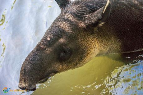 Up close and personal with the largest rodent in the world, a Tapir.