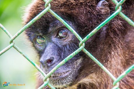 This Gibbon loved having his photo taken here at Summit.
