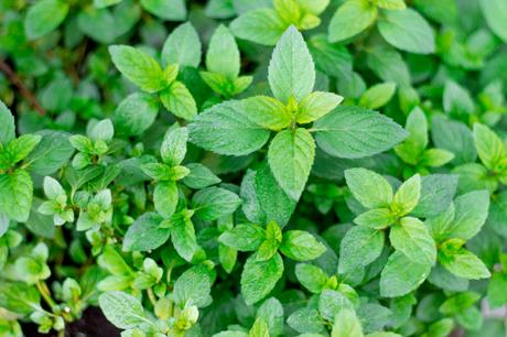 Fresh Garden Mint