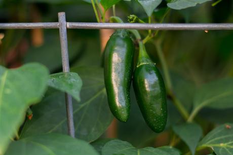 Garden Jalapenos