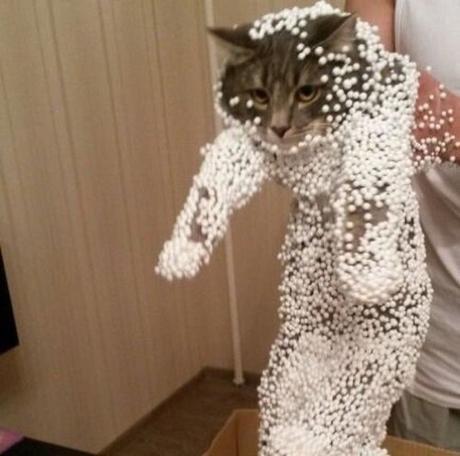 Top 10 Curious Cats Covered in Packing Peanuts