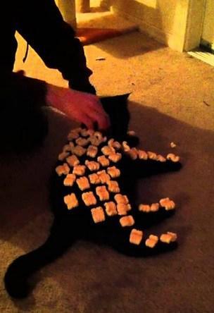 Top 10 Curious Cats Covered in Packing Peanuts