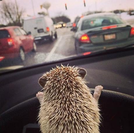 Top 10 Learner Animals Driving Cars