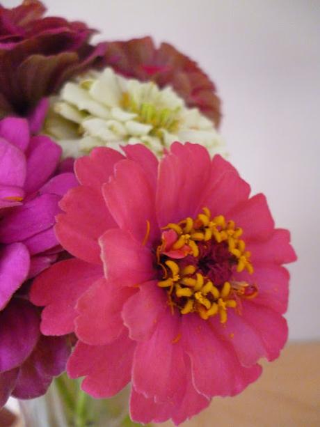 Zinnia Sprite cut flowers Sarah Raven seeds