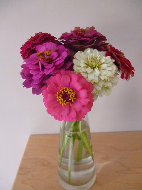 Zinnia Sprite cut flowers Sarah Raven