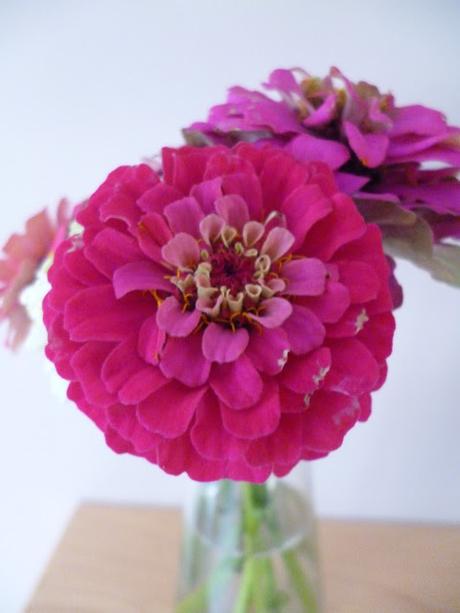 Zinnia Sprite cut flowers 