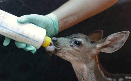 California drought may exacerbate wildlife-human encounters – Sacramento Bee