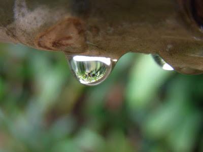 Rain, the sound of plants growing