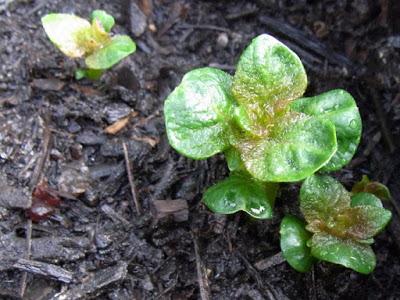 Rain, the sound of plants growing