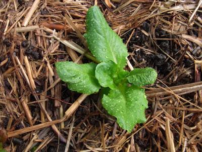 Rain, the sound of plants growing