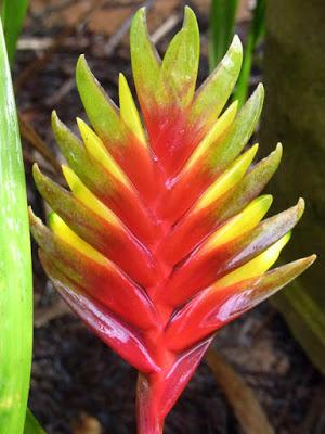 Rain, the sound of plants growing